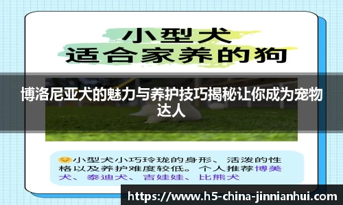 博洛尼亚犬的魅力与养护技巧揭秘让你成为宠物达人